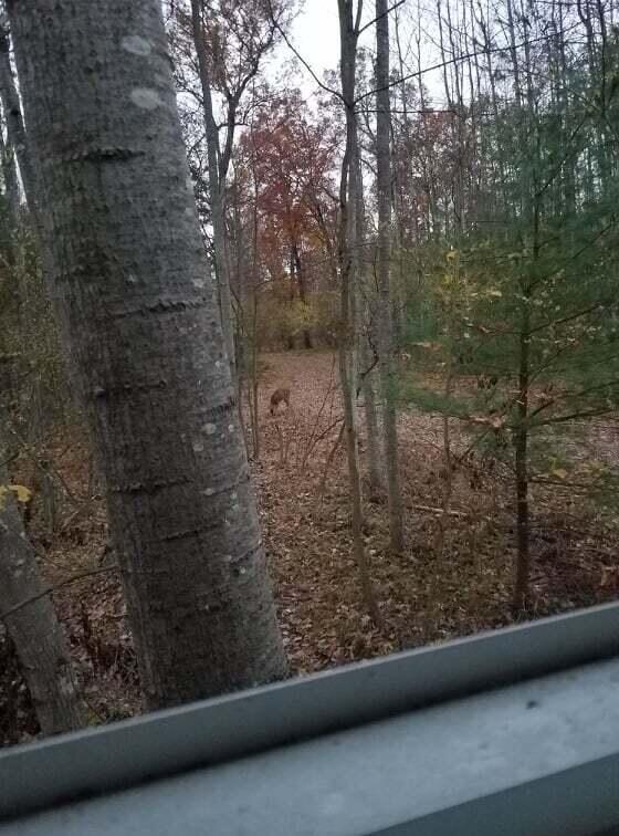 V/L W 14 Mile Rd, Lilley Township, MI 49309 - photo 3