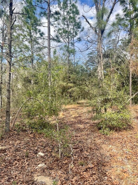 Lot #8 SE 73rd Place, Morriston, FL 32668 - photo 5