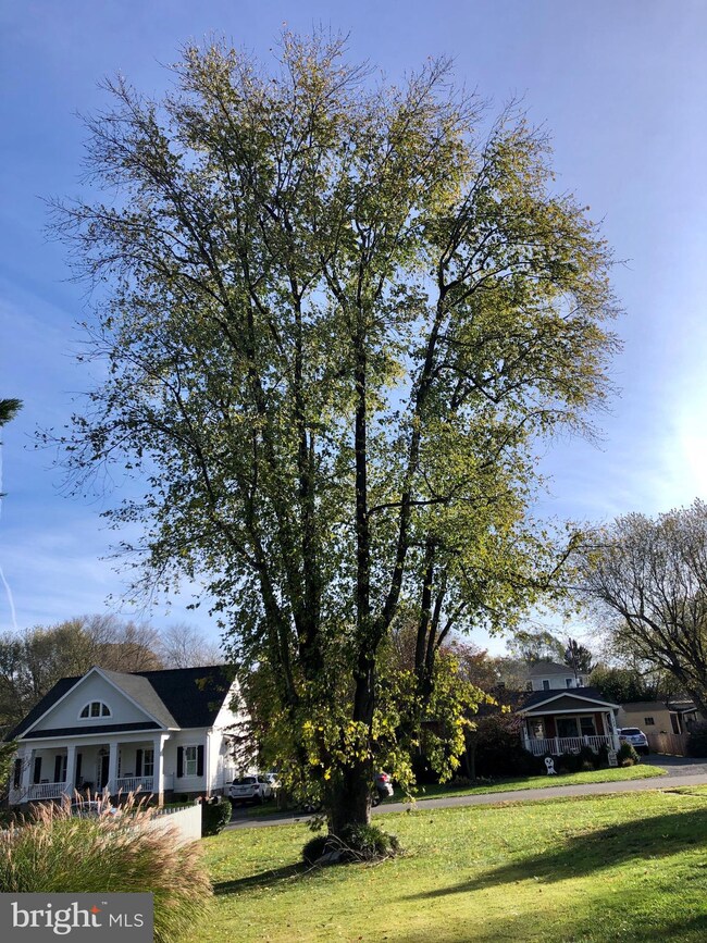 100 Sycamore St, Middleburg, VA 20117 - photo 5