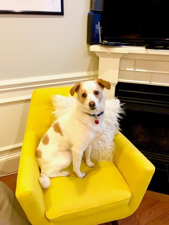 339 E St unit 1, Boston, MA 02127 - photo 7