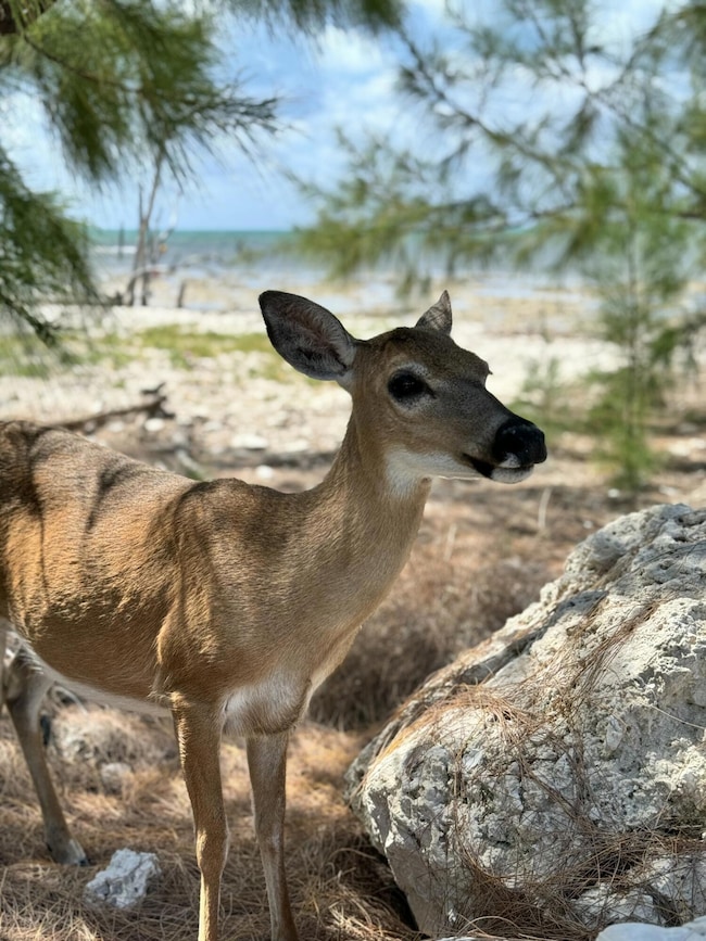 1557 Long Beach Dr, Big Pine Key, FL 33043 - photo 2