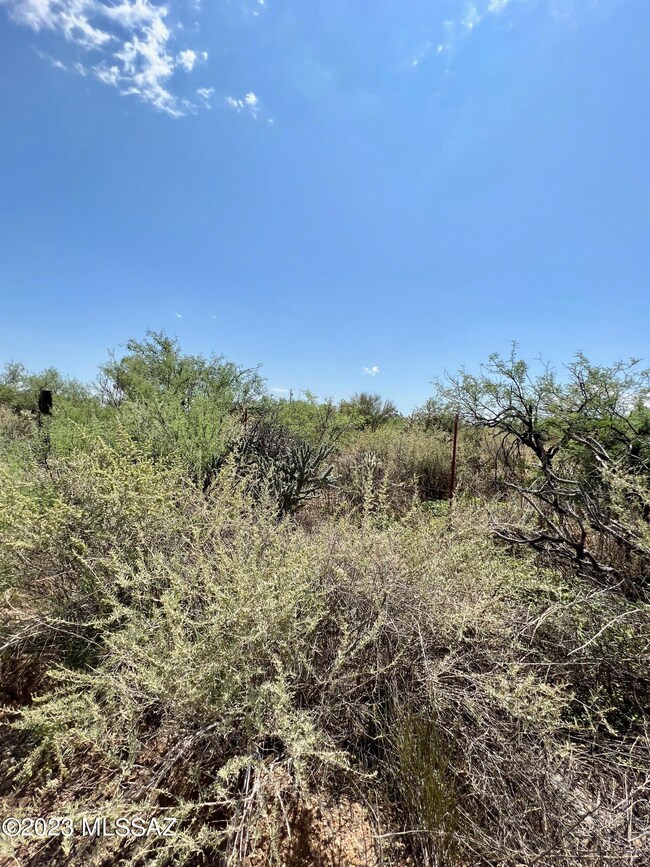 Tons of vegetation