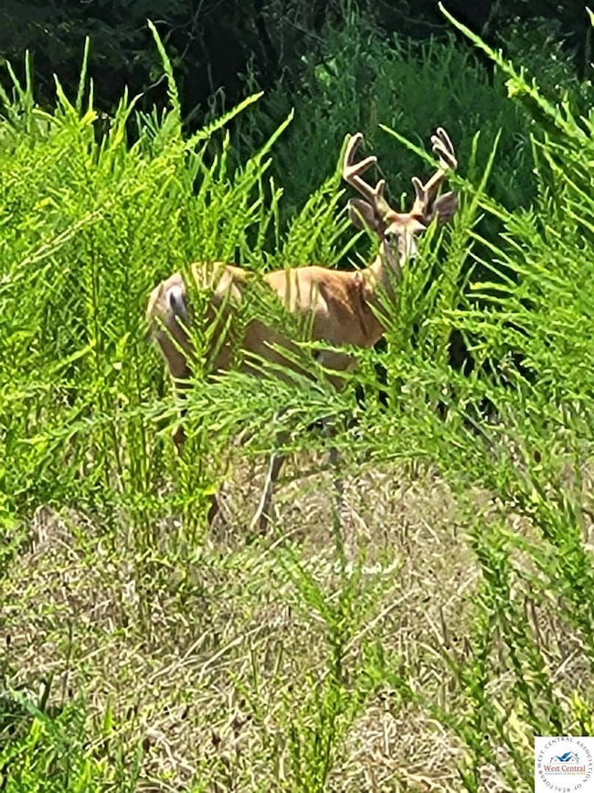 0 Dunn Dr unit Lot 1331, Edwards, MO 65326 - photo 6