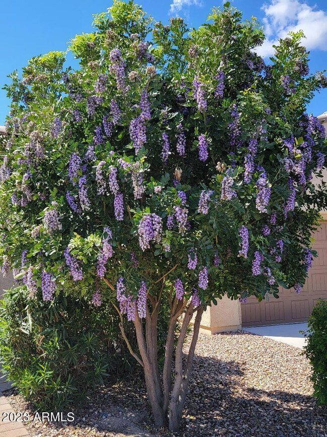 beautiful tree