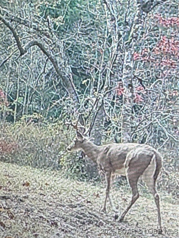 0 Tbd Quail Run, Preston, MO 65732 - photo 5