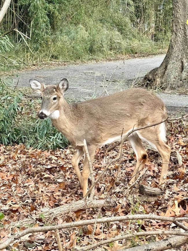 000 Chestnut Hill Dr, Ashland, KY 41101 - photo 4
