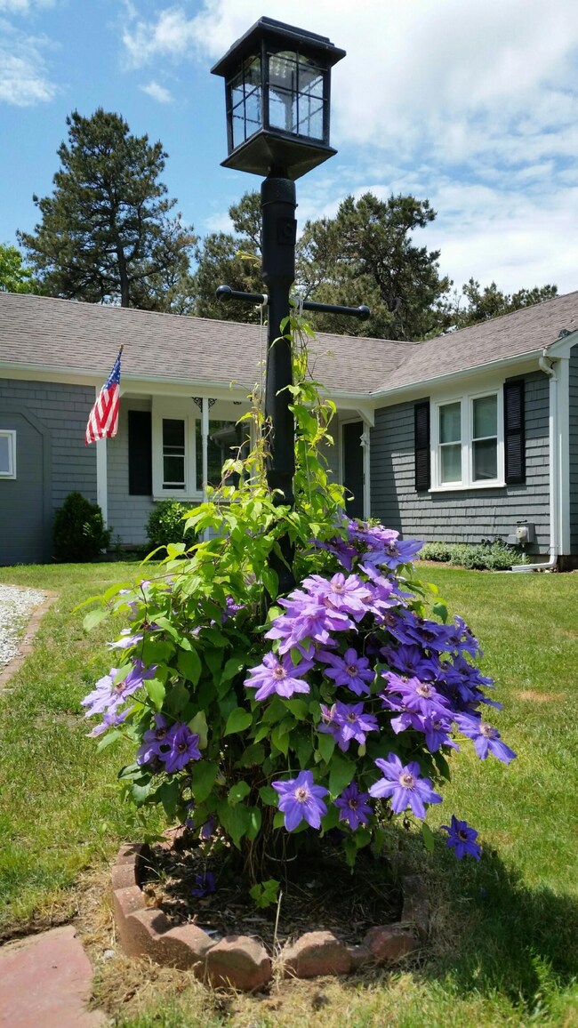 wc purple flower