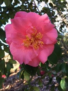 Camellia bush