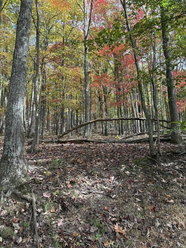 Pine Grove Ch Spur Rd, Vanceburg, KY 41179 - photo 5