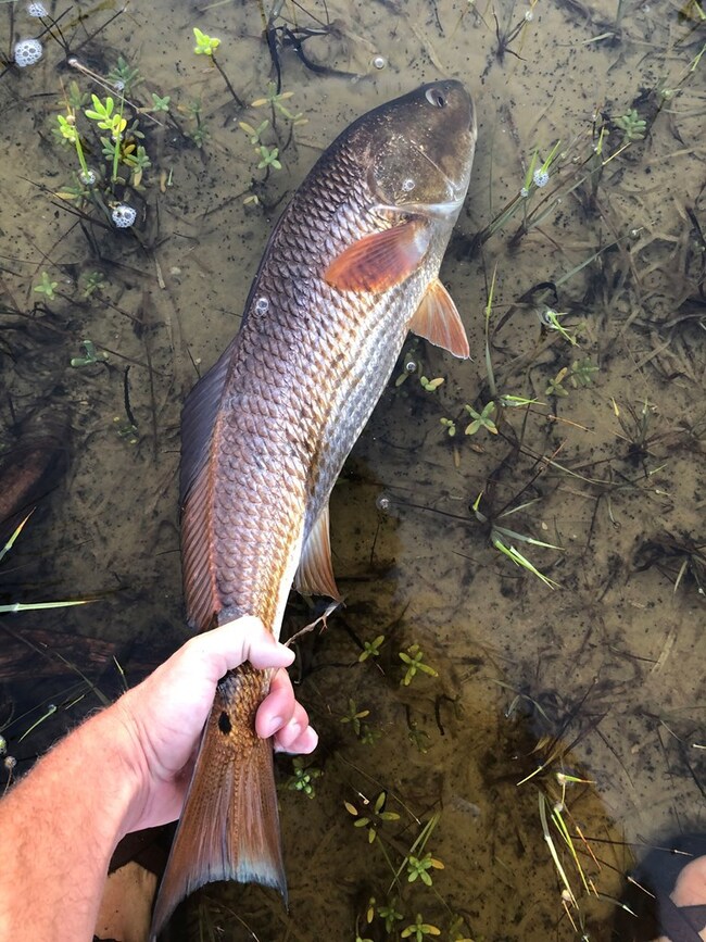 4905 Florida 30, Port St. Joe, FL 32456 - photo 6