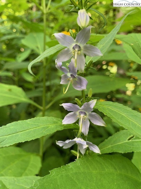 Lot 2 Caseys Gap Rd, Banner Elk, NC 28604 - photo 7