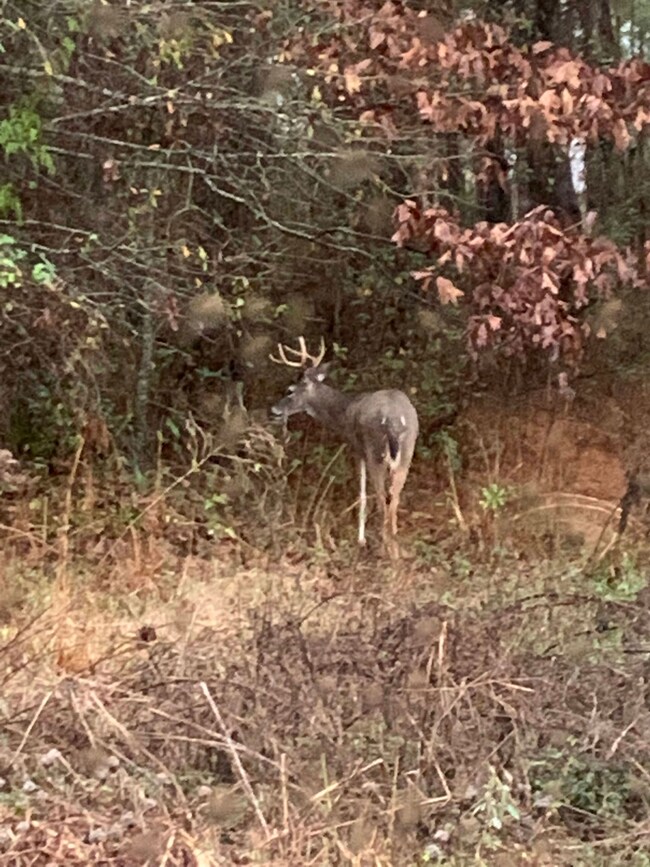 0 Loven Mill Rd, Richland, GA 31825 - photo 5