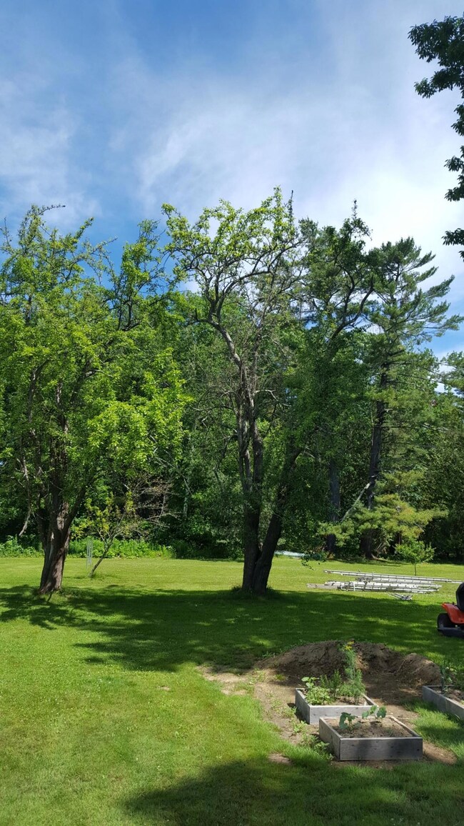 Pear trees