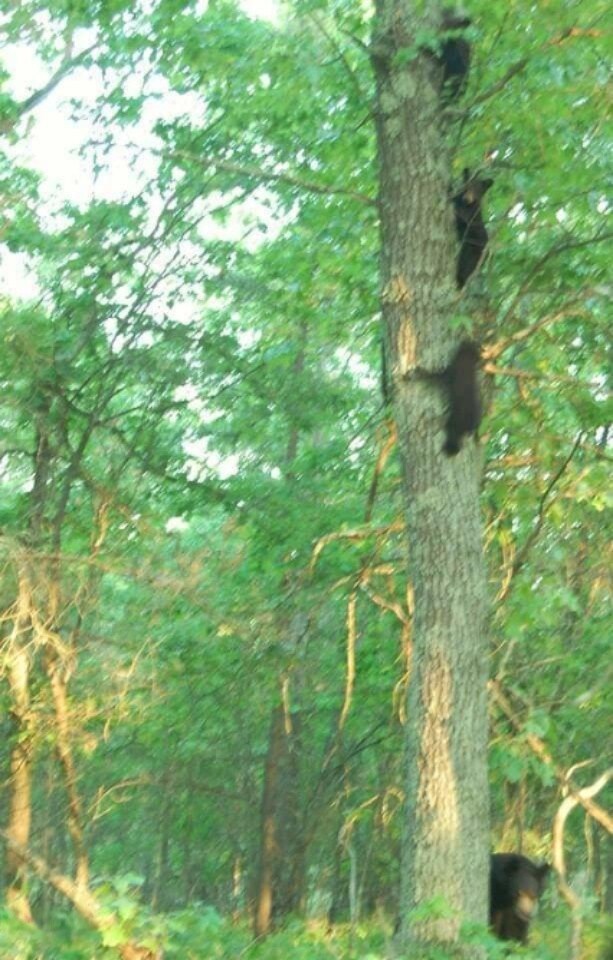 Creatures on the land: baby bears