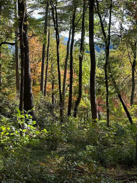 111 Uplands Rd, Cashiers, NC 28717 - photo 4