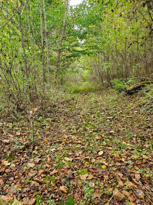 Woods 3