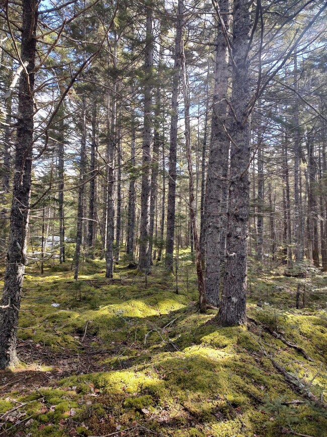 Mossy Forest