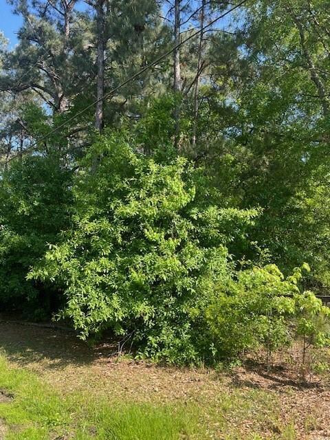 0 Raehyo Ln, Folsom, LA 70437 - photo 6