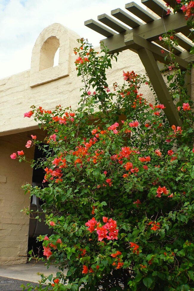 Bouganvilla climbs toward the arbor