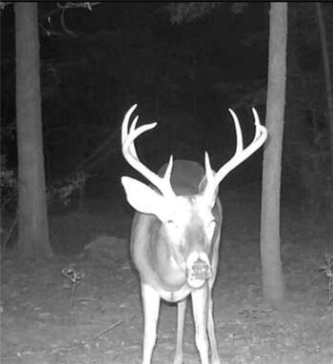 187 Hiram Barron Rd, Pollock, LA 71467 - photo 7