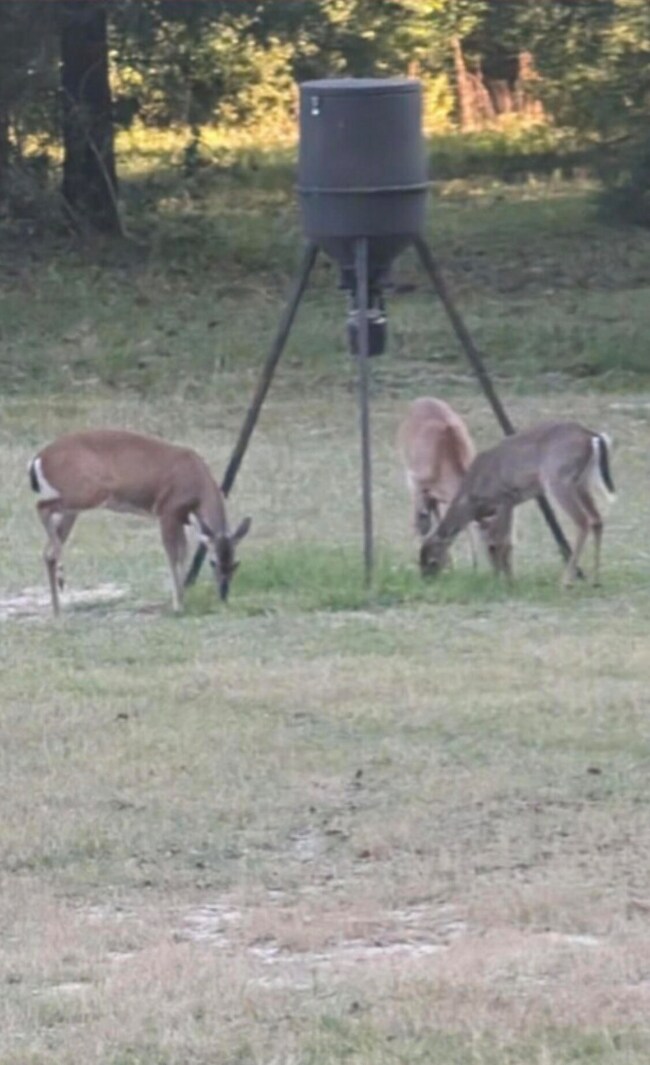 3968 Bambi Rd, Crestview, FL 32539 - photo 4