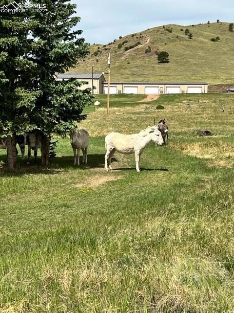 Frequent visitors to the property.