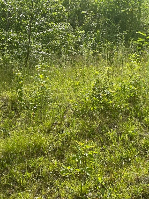 31-33 Walsh Ave, Auburn, MA 01501 - photo 3