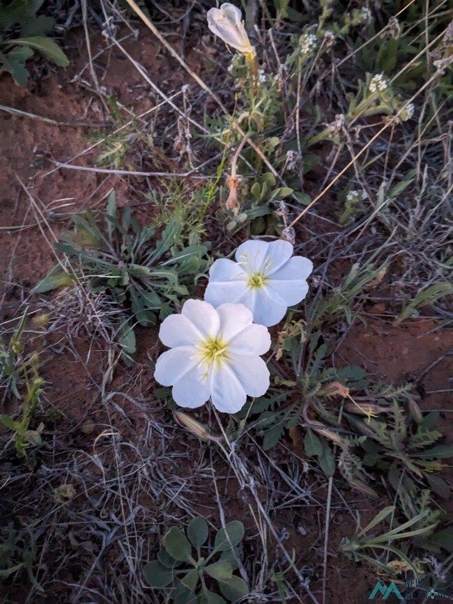 0 Llauds Rd, Roswell, NM 88201 - photo 4