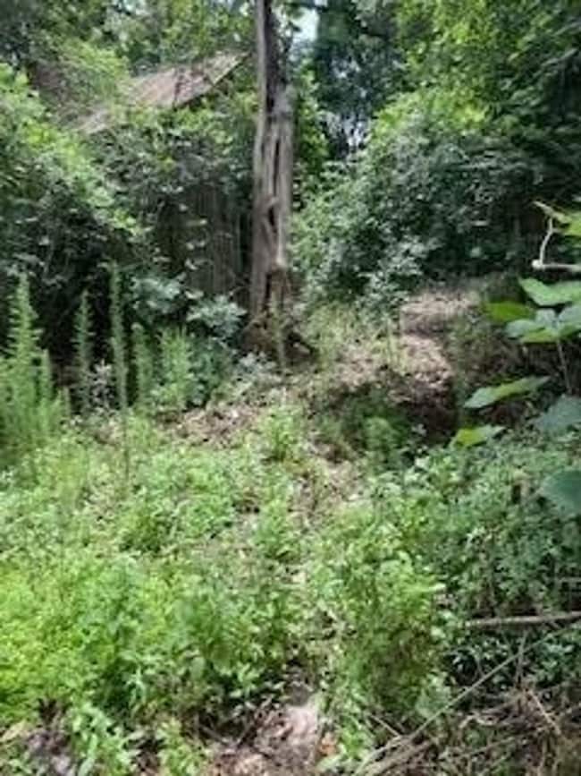 0 Hicks St, Luverne, AL 36049 - photo 3