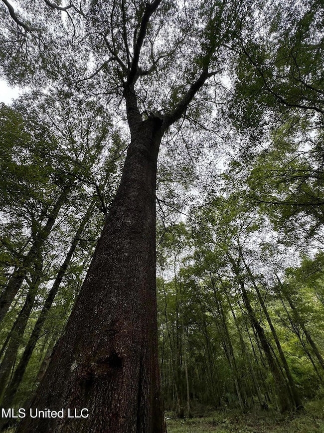 1851 Swamp Rd, Carthage, MS 39051 - photo 7