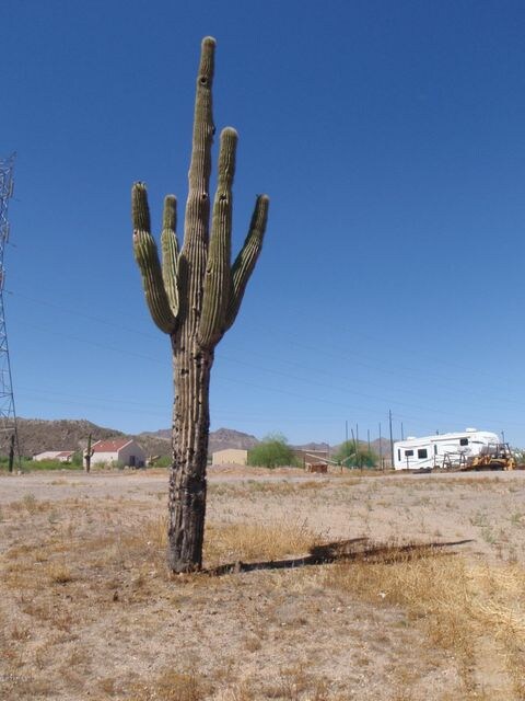SAGUARO!