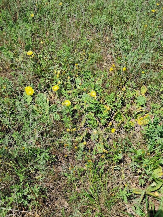 10.01AC Barberry Ave, Brooks Township, MI 49337 - photo 5