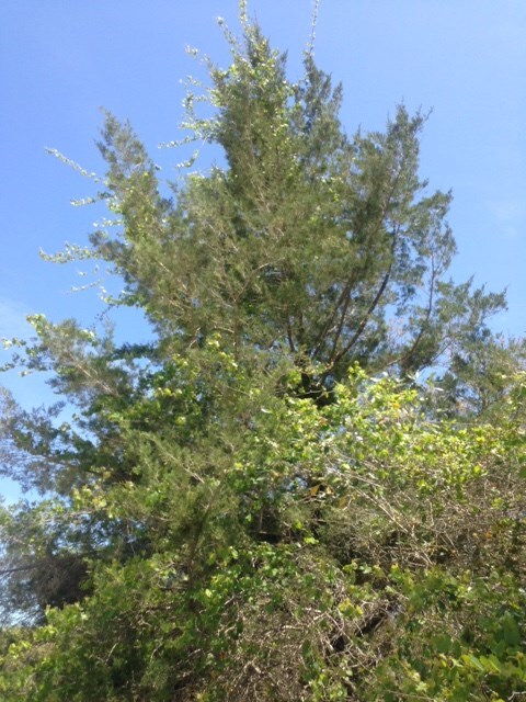 0 Yates Creek Rd unit 268566, Perry, FL 32348 - photo 6