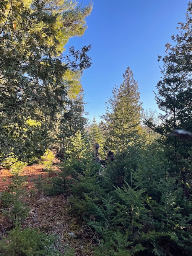 0 Juniper Ledge Rd unit 1646699, Bar Harbor, ME 04609 - photo 2