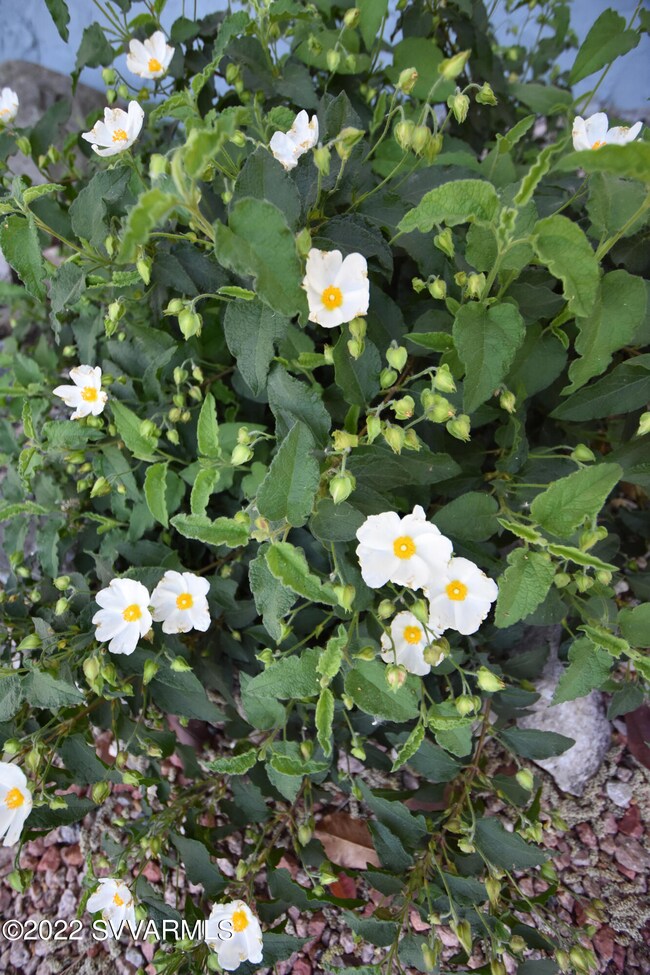 Beautiful Flowers in the Front
