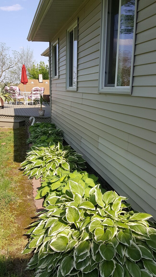 Hosta Plants