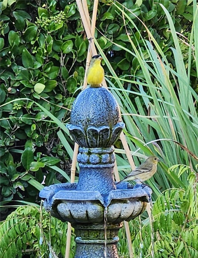 Back yard fountain attracts a lot of birds