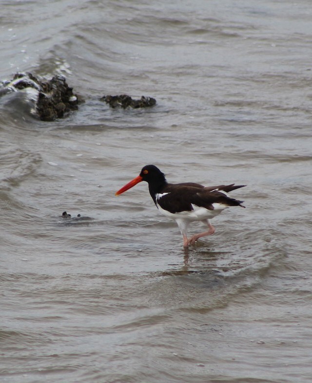 Oystercatcher