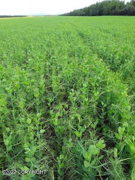 Field Peas