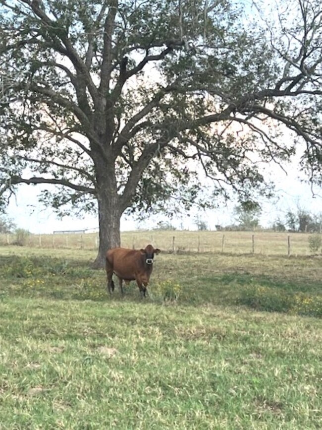 28 Acres Shaws Bend Rd, Columbus, TX 78934 - photo 6