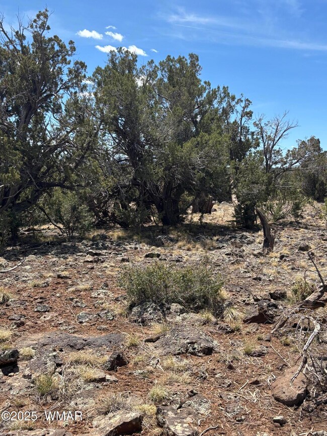 High Desert Forest