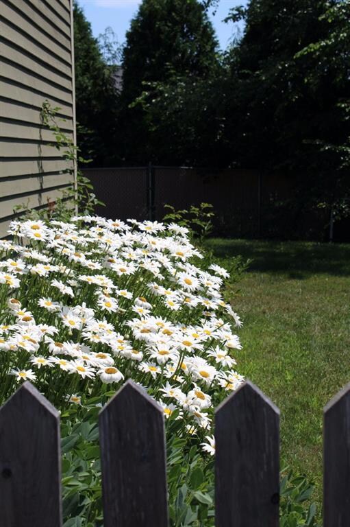 Beautiful established perennial...