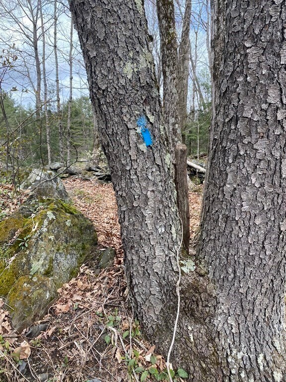 0 Stage Rd unit 72973282, Cummington, MA 01026 - photo 6