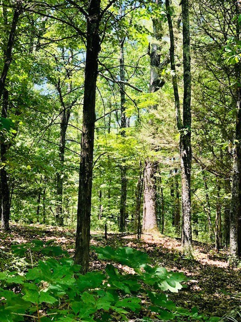 001-00638-000 Winn Creek Rd, Winslow, AR 72959 - photo 4