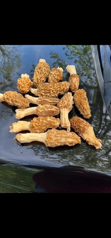 Picked this year on the land.