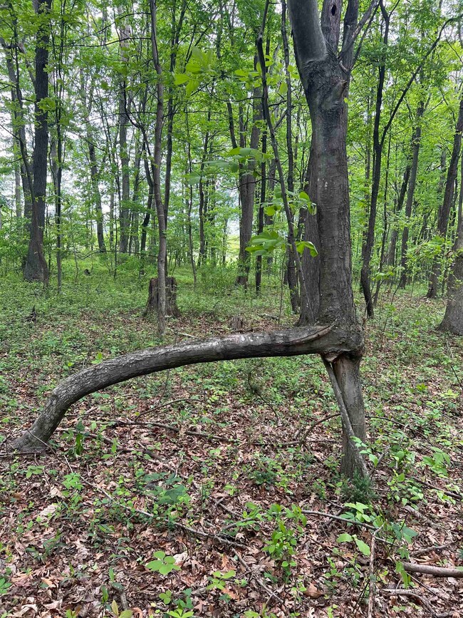 TBD Land Grant Rd, Mount Jackson, VA 22842 - photo 4