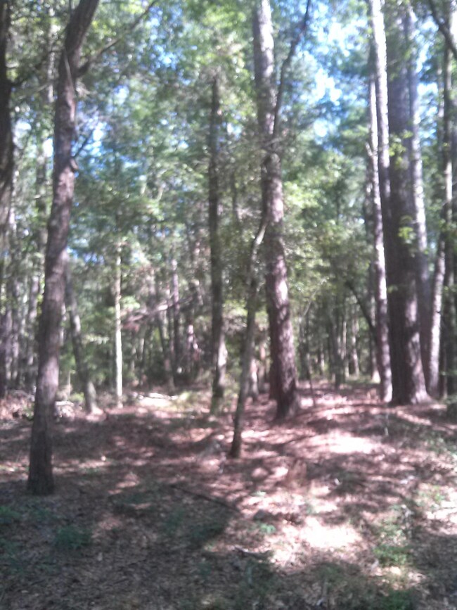 Wadmalaw Forest