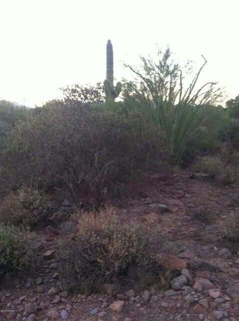 Pioneer vegetation
