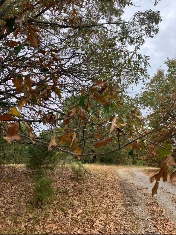 540 W Blue Branch Rd, Bennington, OK 74723 - photo 3