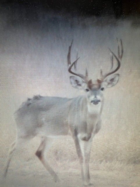 Welhousen Rd, Bruni, TX 78344 - photo 5